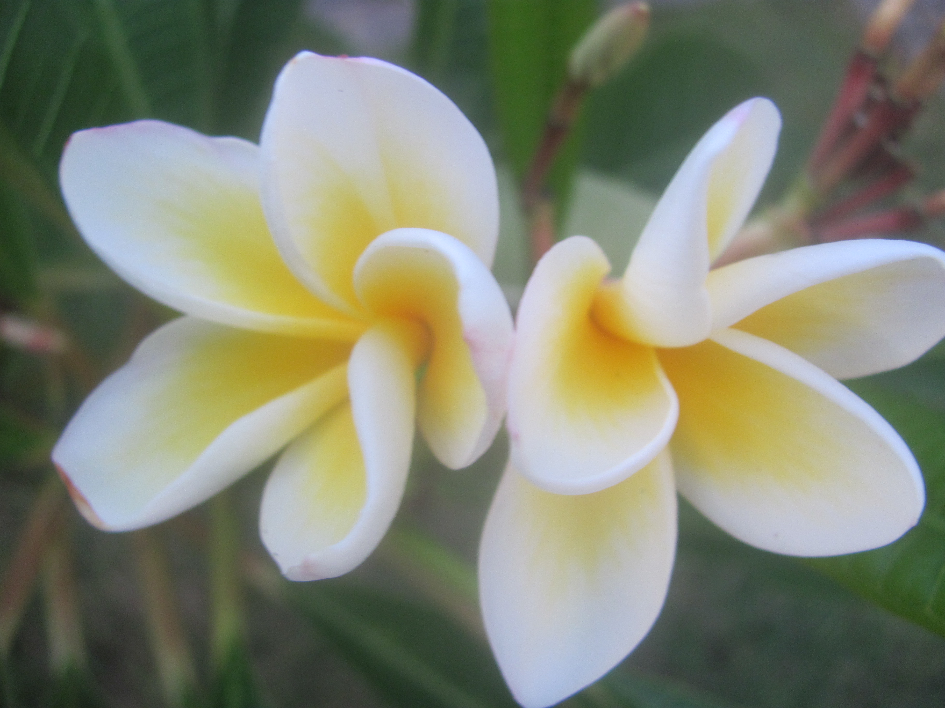 Exploring the Islands of Azores, Portugal Part 3 of 3 Trip Sense