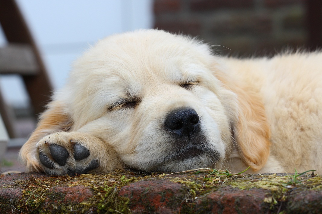 golden retriever behavior and personality golden retrievers brierwhere sound temperament and trainability go breeds picture golden retriever behavior and personality golden retrievers brierwhere sound temperament and trainability go breeds picture