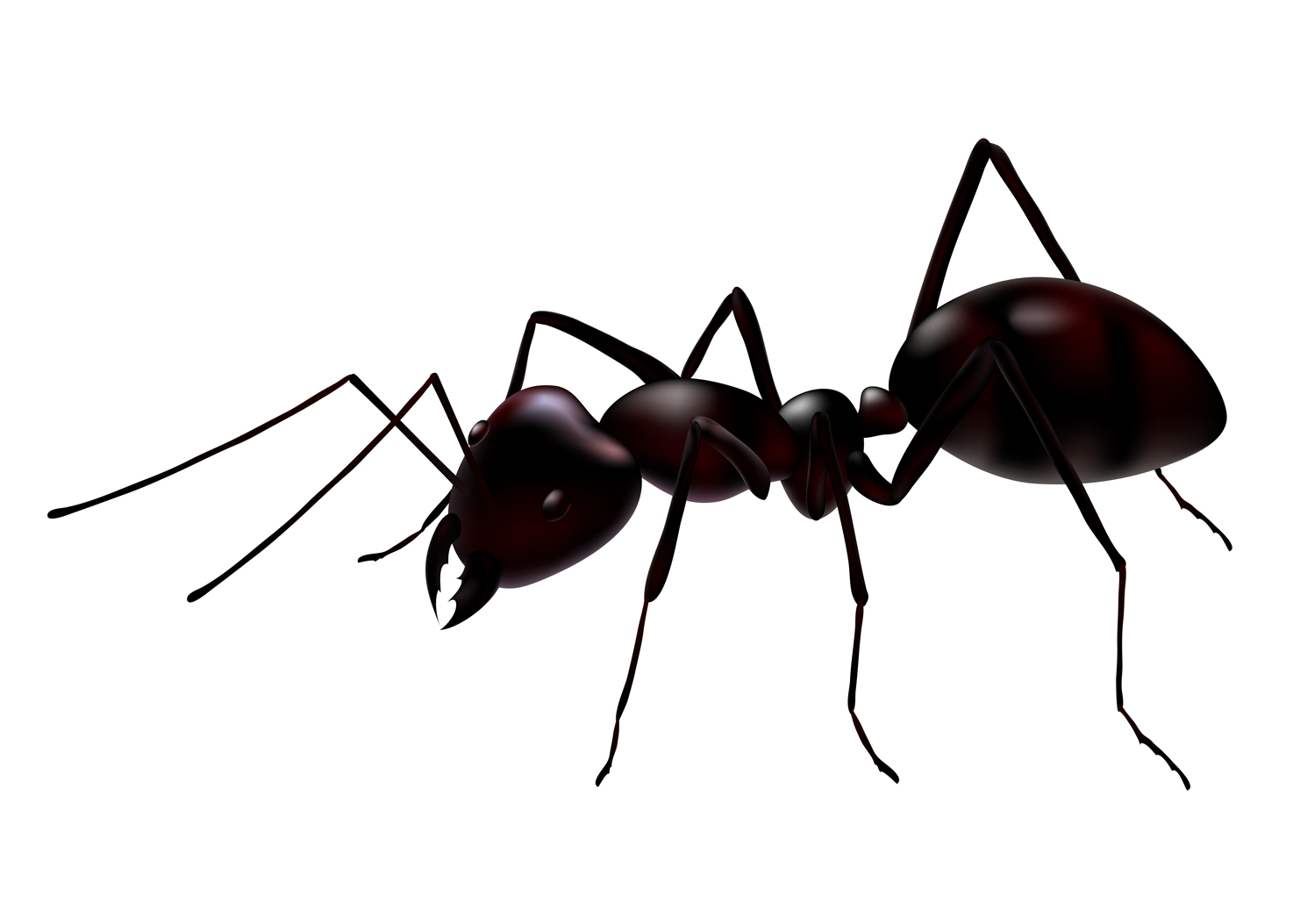 carpenter ant carpenter ant