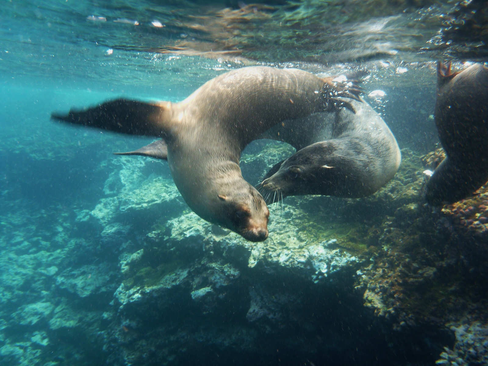 Agent Review The Galapagos Islands Quito Ecuador Trip Sense