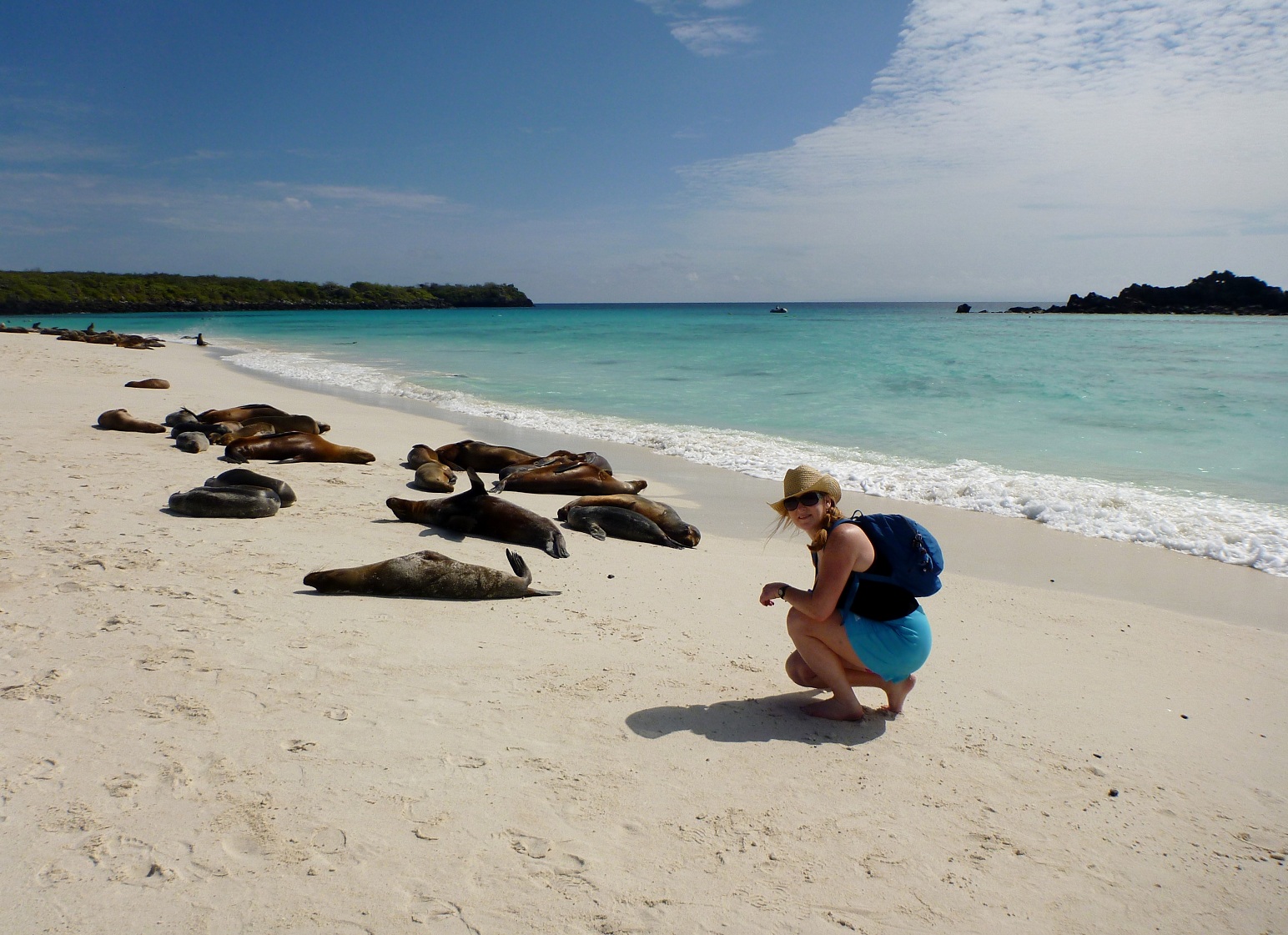 Sea lions on the beach