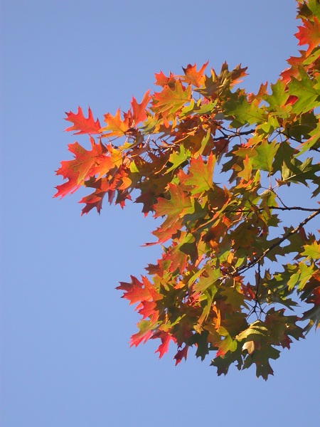 Autumn Leaves_med Autumn Leaves