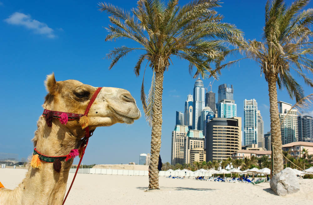 Everything You Need to Know About Dubai - Trip Sense | tripcentral.ca