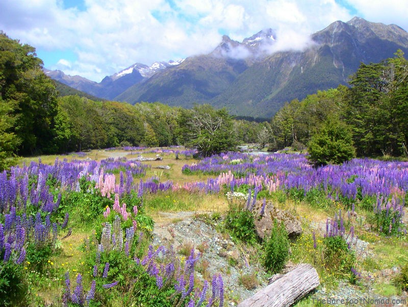 New Zealand Field and Mountains, photo courtesy of The Barefoot Nomad