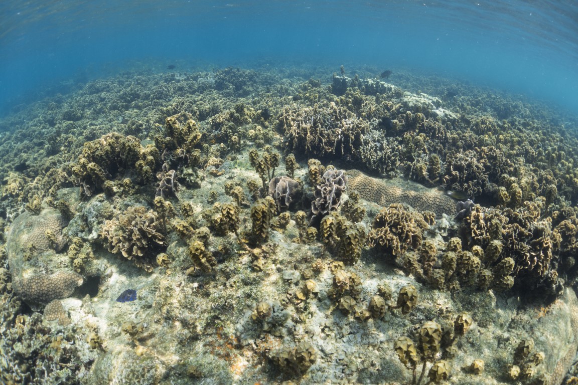 underwater seaweed