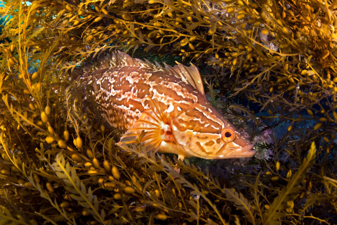 seaweed shelter