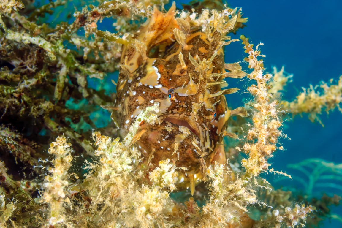 underwater seaweed