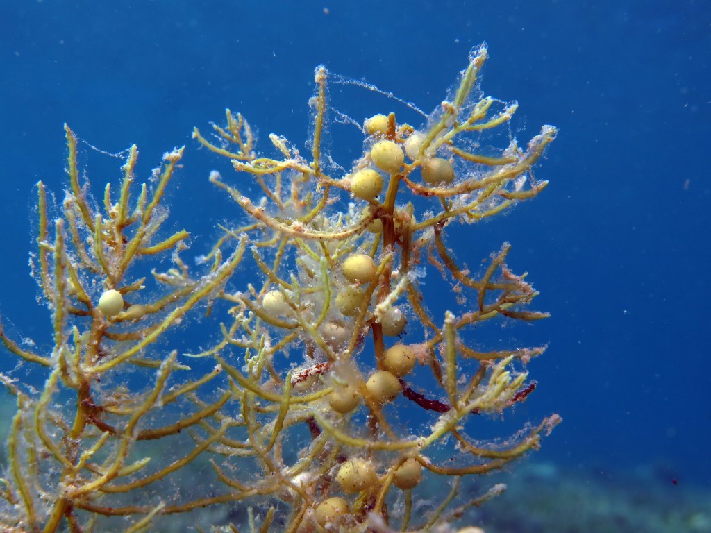 beach seaweed