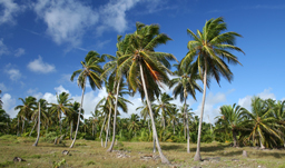 Beautiful tropical beaches - Punta Cana, D.R.