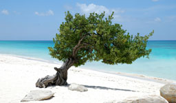 Divi tree - Aruba