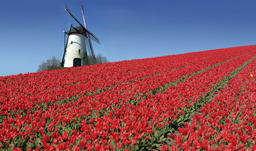 A Dutch Mill and field of tulips - Netherlands