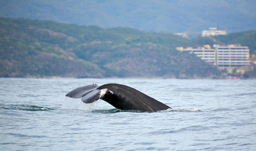 Mismaloya beach - Puerto Vallarta, Mexico