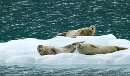 Cruising thru Tracy Arm Fjord - Alaska cruise