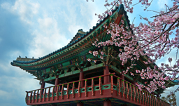Buddhist Temple Surrounded by Cherry Blossoms - Jeju, South Korea