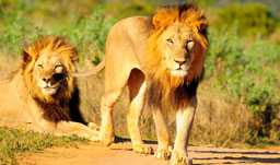 Escorted coach tours in Africa