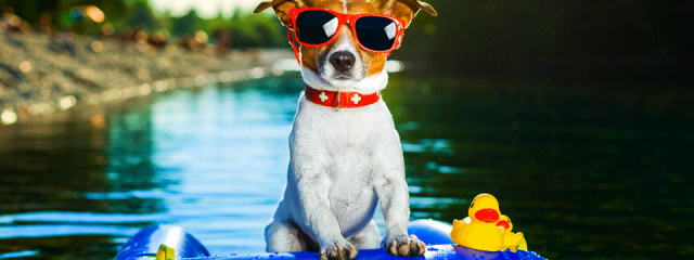 How to travel with pets