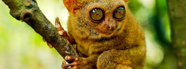 tarsier