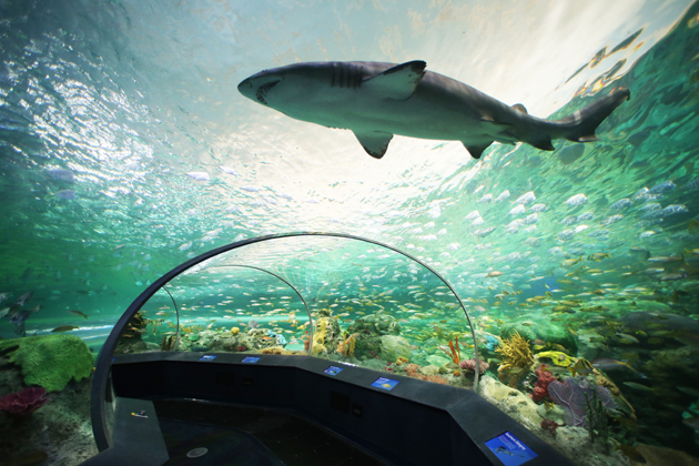 Visit Ripley's Aquarium of Canada, located at the base of the CN Tower
