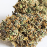 Cannabis bud