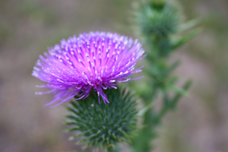 Scotland